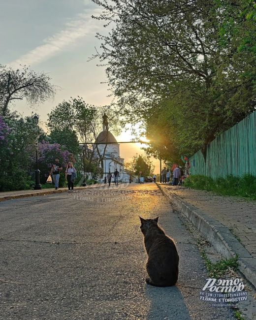 Cтаренький котик провожает закат в Старочеркасской..