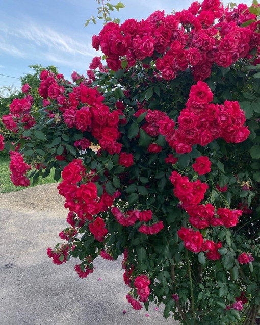 Краснодар весной буквально оживает 🥰  Фото:..