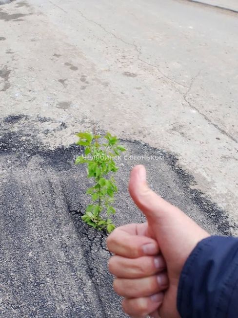 Асфальт в Челябинской области очень плодородный 😃  Можно выращивать всё что..