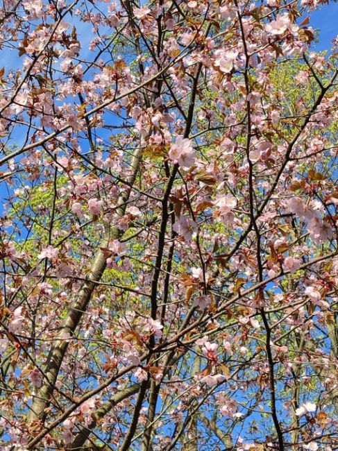 Желающих увидеть сакуру в саду Дружбы на Литейном пока больше, чем распустившихся цветков. Впрочем, японцы..