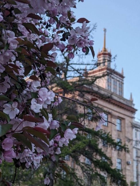 Цветущий Челябинск 🌸  Фото: Валентина..