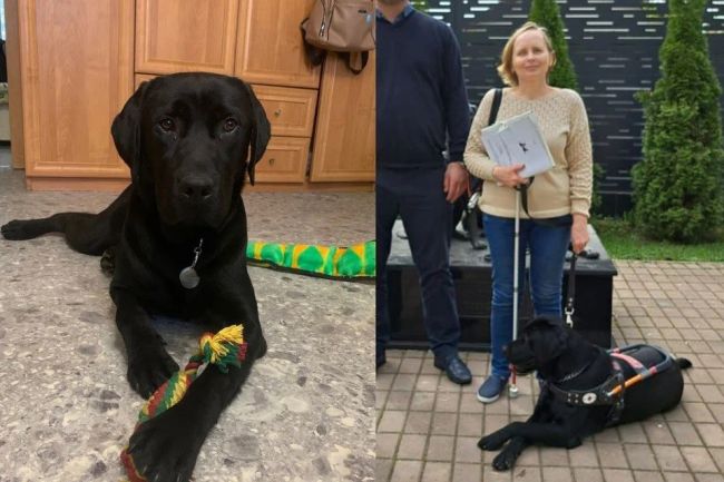 Жительнице Новосибирска, чью собаку-поводыря убило током, выдали нового пса  Напомним, что трагедия..