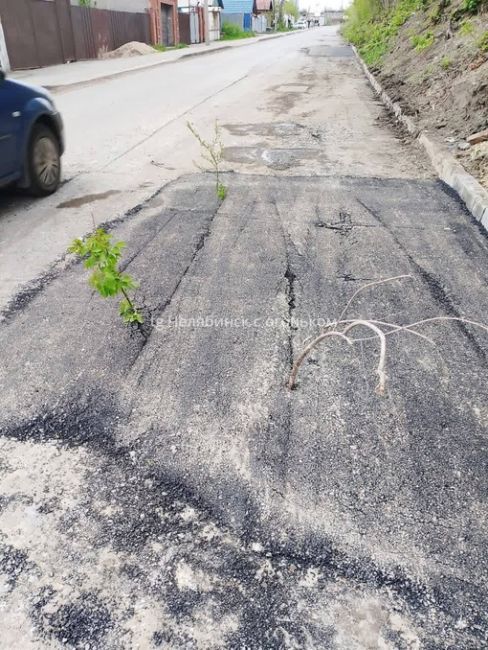 Асфальт в Челябинской области очень плодородный 😃  Можно выращивать всё что..