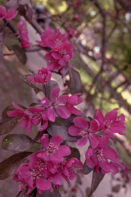 Екатерининский парк 🌺 
Фото: Tanya..