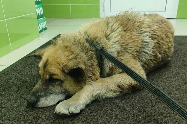 Волонтёры спасли пса с огнестрельным ранением в Новосибирске  Пса привезли из Ярково. У него было несколько..
