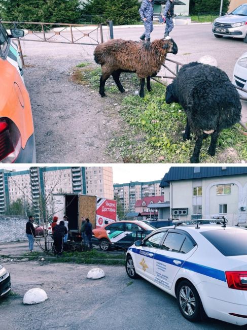 Найденных в каршеринге барашков вернули узбекам  Всего на несколько часов ДПСникам удалось освободить двух..