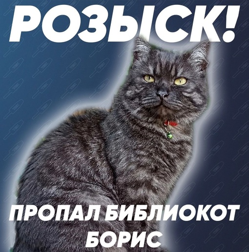 РОЗкЫСК! Верните Бориса 🥺  Место пропажи: с. Овсянка
Когда: 12 мая
Обстоятельства: ушел на прогулку и исчез...