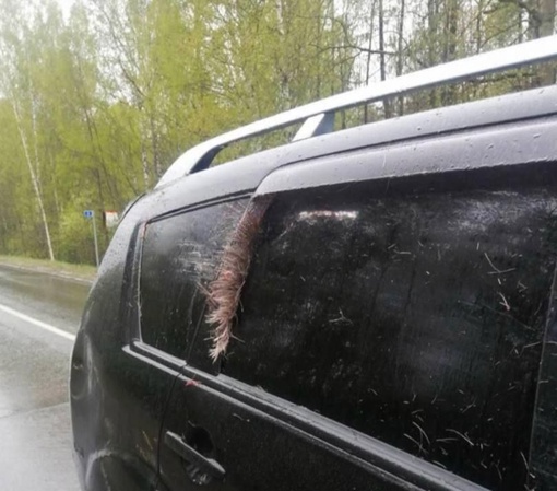 🗣В Семеновском районе водитель сбил лосика. Животное погибло, мужчина с травмами доставлен в больницу. 
..