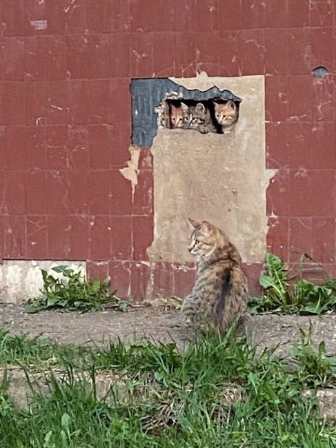 Милота в одном из дворов..