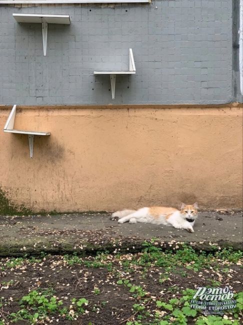 🥰 Хозяева сделали ступеньки для своего котика, чтобы тот после прогулки возвращался домой.  У соседей в..