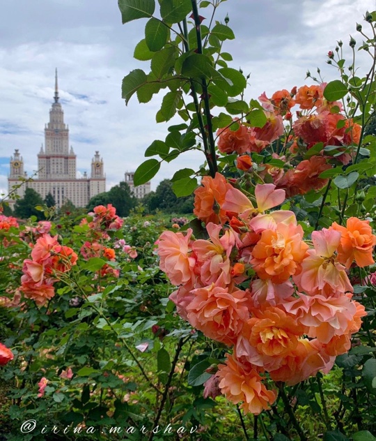 Ботанический сад МГУ  Фото: Ирина..