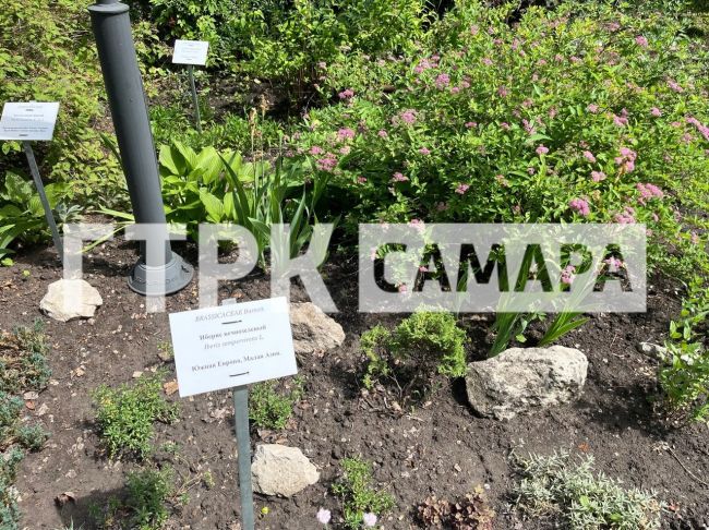 Самарцам рассказали, как в 2024 году работает Ботанический сад 
Фотопрогулка с репортером ГТРК «Самара»
..