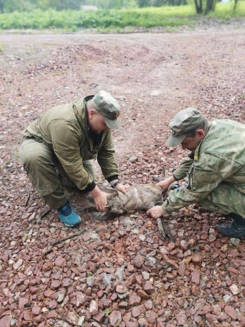 Счастливое спасение кабарги  Копытное заметили жители Калинина и сообщили в минприроды. Специалисты..