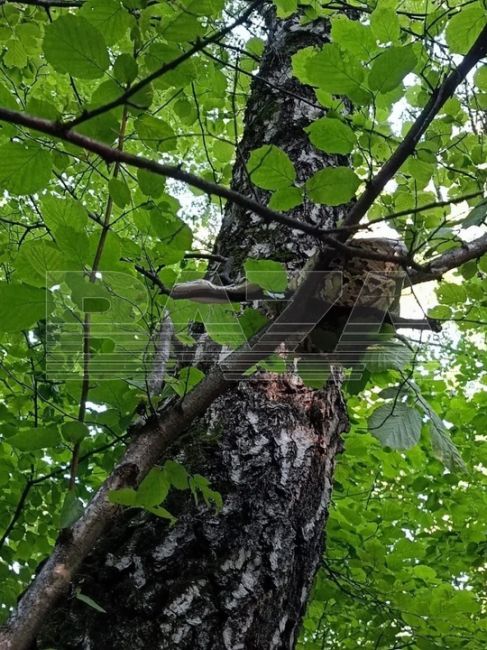 В Битцевском парке на дереве нашли змею.  И, казалось бы, что такого в этой новости, ведь мы частенько..