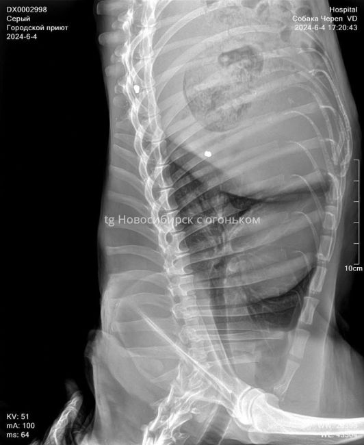 Волонтеры в Новосибирске спасают собаку с пулевым ранением  Пуля прошла насквозь через пах и находится в..