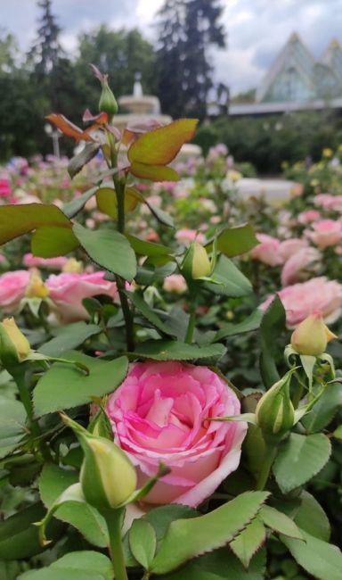 Розарий парка Горького 🌹  Фото: Марина..