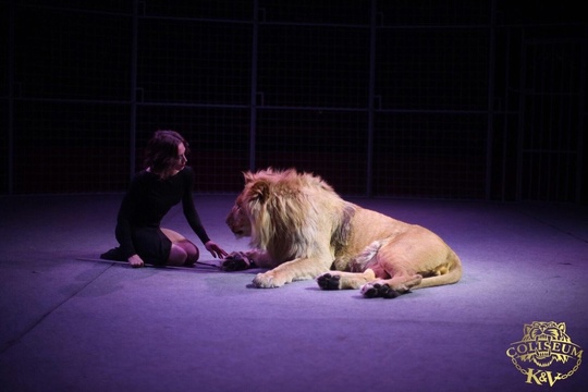 Впервые в Уфе только до 18 августа [https://vk.com/circuscoliseum|цирк «Колизеум»] с потрясающим шоу африканских львов и..