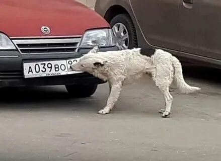 В Казани женщина атаковала чужую машину прямо посреди дороги. Недовольная автоледи, не достучавшись до..