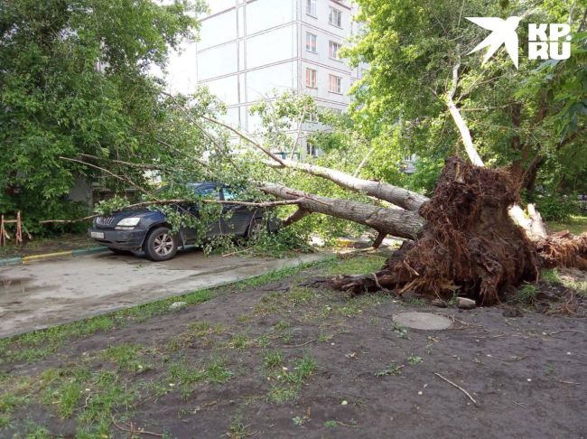 Во время грозы дерево упало на новосибирца  Все случилось этим утром на улице Сакко и Ванцетти, 44. Мужчина..