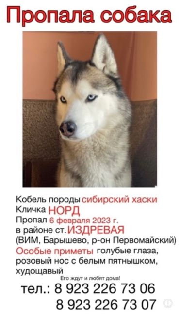 ПРОПАЛА СОБАКА 🐕  ВОЗНАГРАЖДЕНИЕ 40 000₽  ❗️Уже 1 год разыскивается КОБЕЛЬ ХАСКИ НОРД ❗️
📣Просим помощи в..