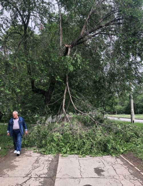 В Самаре на тротуар рухнуло дерево  Ветер доконал ветхое растение  Самарцы стали очевидцами ЧП. На одной из..