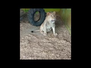 В Самарском зоопарке сняли на видео, как львенок Алтай резвится в вольере  Как заметили сотрудники, хищник..