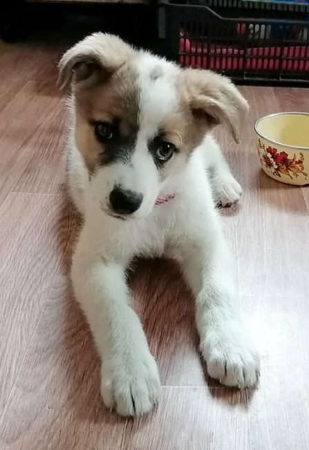 Щенок ищет семью 🐾 
Очень симпатичная девочка, 2,5 мес, веселая, любознательная, немного осторожная. 
Любит..