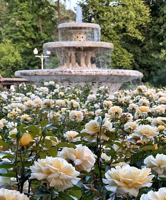 Розарий в парке Горького 🌹  Фото:..