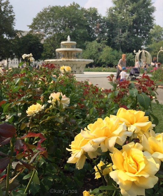 Розарий в парке Горького 🌹  Фото:..