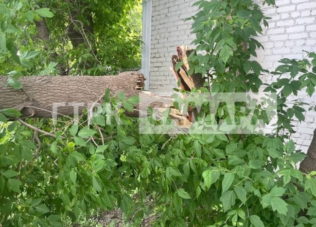 Упавшее дерево в Октябрьском районе Самары повредило дорогую иномарку  Фото от корреспондентов tvsamara .ru 
В..