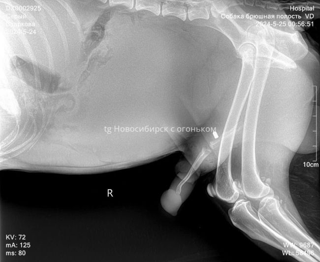 Волонтеры в Новосибирске спасают собаку с пулевым ранением  Пуля прошла насквозь через пах и находится в..