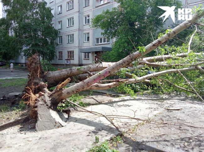 Во время грозы дерево упало на новосибирца  Все случилось этим утром на улице Сакко и Ванцетти, 44. Мужчина..