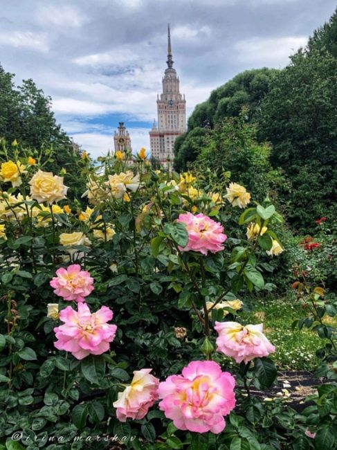 Ботанический сад МГУ  Фото: Ирина..