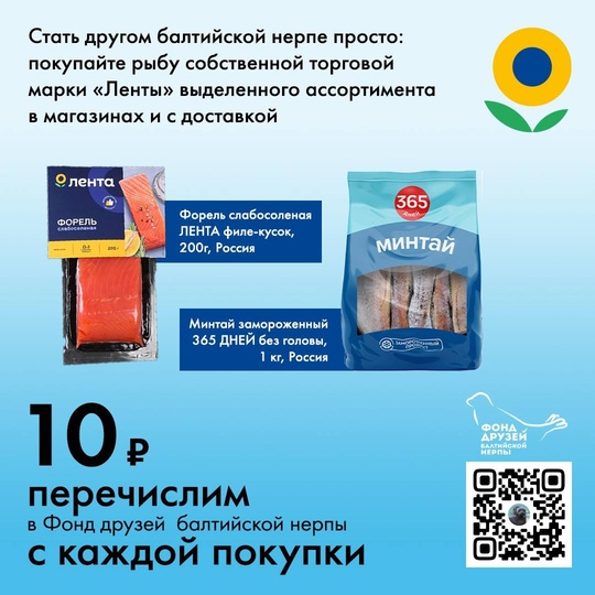 Как по-дружески наблюдать за очаровательными нерпами в живой природе, чтобы не причинить вреда? Собрали..