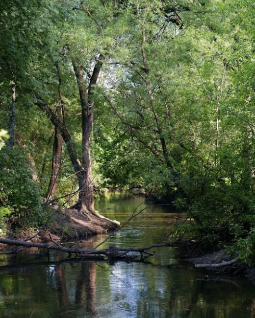 Природный парк «Долина реки Сходни в Куркино»  Фото: Александр..