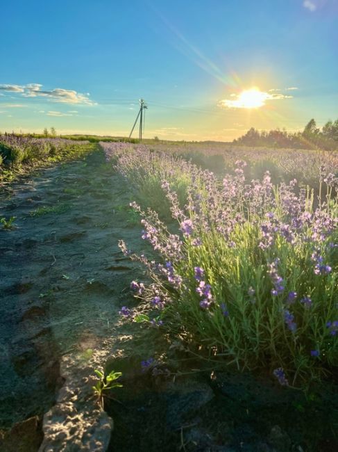 Доброе утро💛  фото: Галинка..