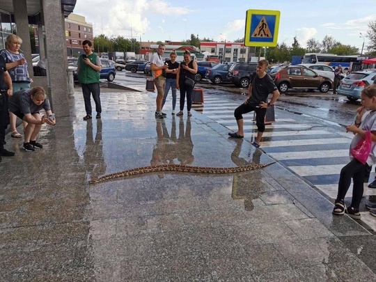 По Подольску разгуливает огромный питон.  После прогулки по улице он решил заползти в..