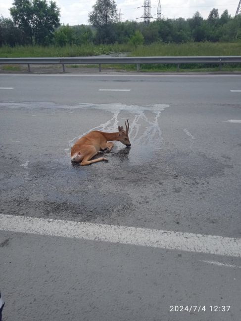 Вчера в Новосибирске на улице Станционной автомобилист сбил косулю  Сотрудники Минприроды региона..