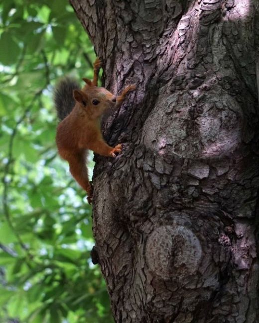 Просто посмотрите, какие прекрасные пушистики 🐿
в Чистяковской роще!  фото..