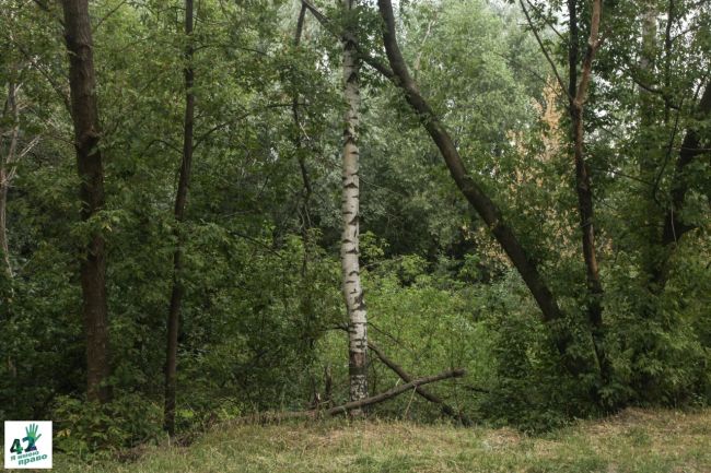 Вырубку 1300 деревьев ради новой канатной дороги объяснили в Нижнем Новгороде (на самом деле..