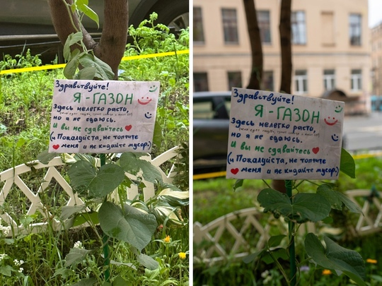 В Петербурге заметили говорящий газон. «Я не сдаюсь и вы не сдавайтесь», — говорится в его послании к..