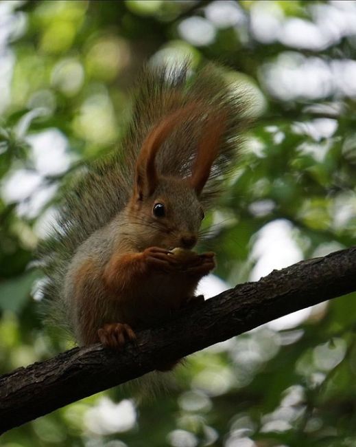 Просто посмотрите, какие прекрасные пушистики 🐿
в Чистяковской роще!  фото..