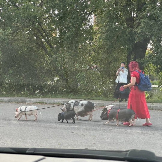 Ничего необычного, просто девушка выгуливает небольшое стадо..