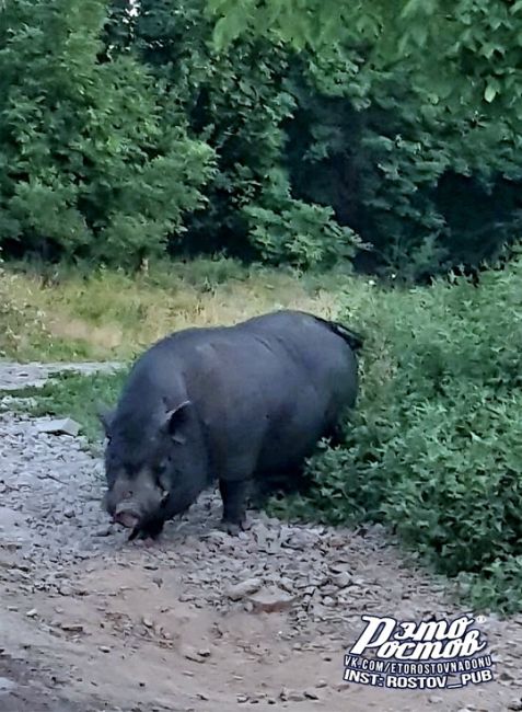 🐽Хрюндель рузгуливает по частному сектору на Вертолётном поле на ул...