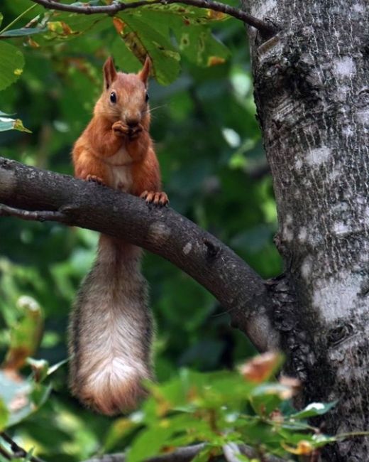 Просто посмотрите, какие прекрасные пушистики 🐿
в Чистяковской роще!  фото..