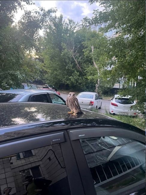 Помогите опознать птицу. Вот такого красавца сфоткали недавно. 
В соседнем МКД на чердаке живёт семейство..