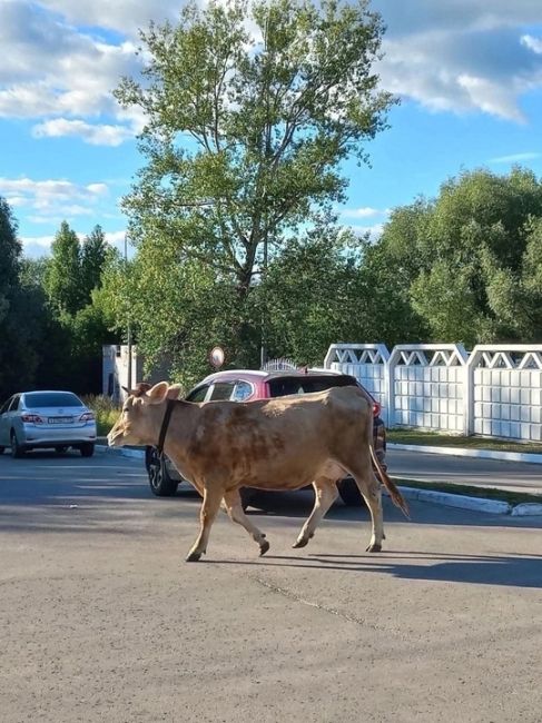 🗣️ В Кстово заметили буренку, гуляющую по..