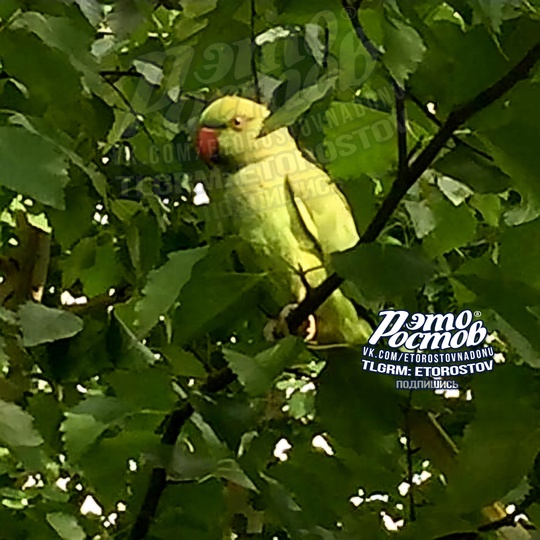 🦜 Блудный Кеша обосновался в Ростове - ему нравится наш жаркий климат..