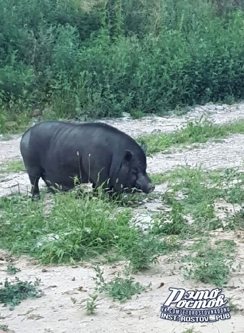 🐽Хрюндель рузгуливает по частному сектору на Вертолётном поле на ул...