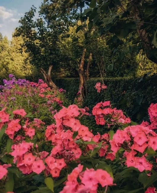 Большой розарий парка «Сокольники»  Фото:..